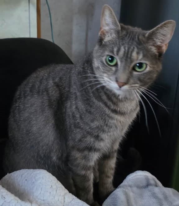 Sofia - Domestic Short Hair