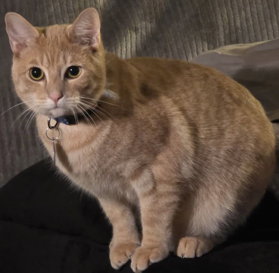 Nacho - Domestic Short Hair