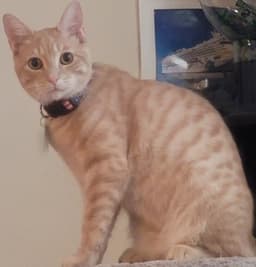 Nacho image 3