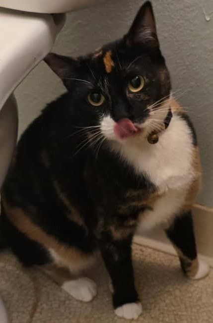 Peeky - Domestic Short Hair