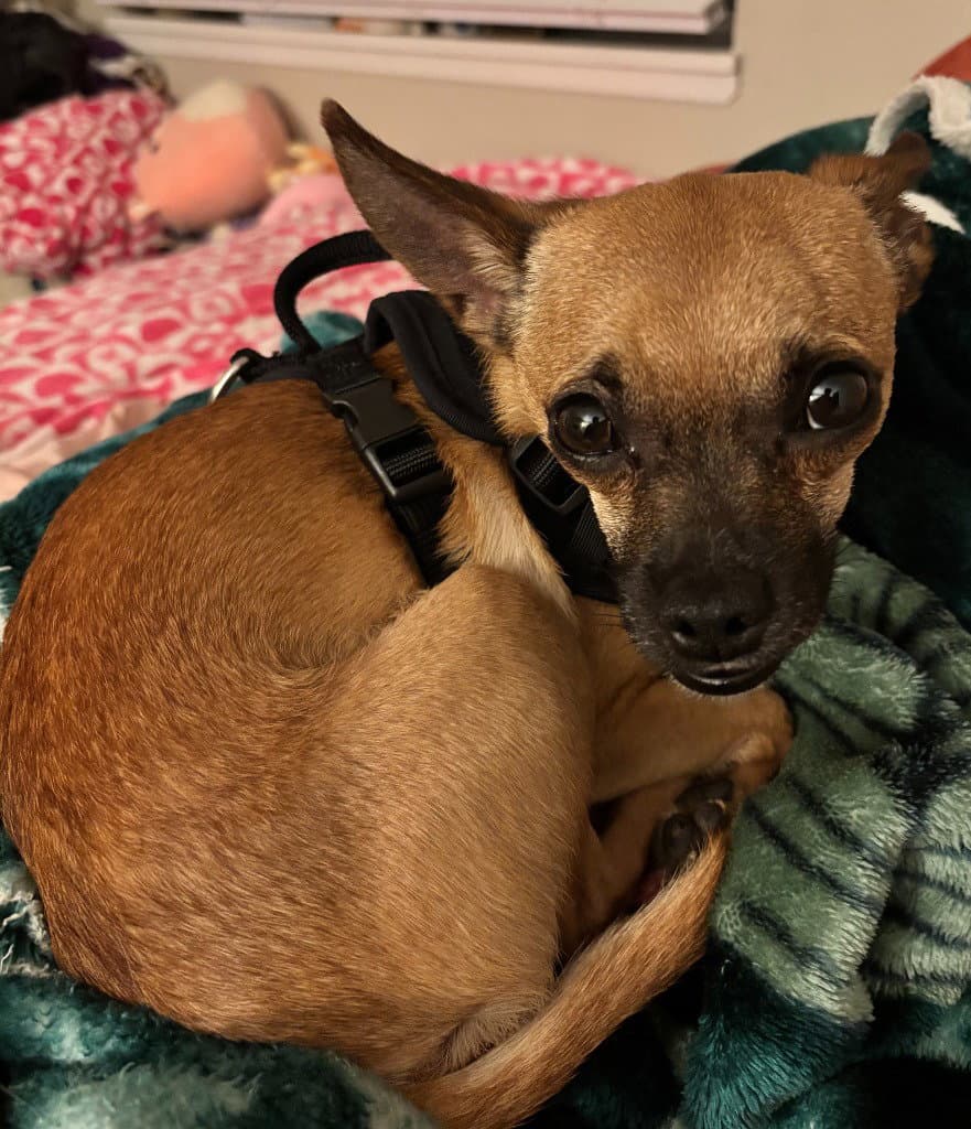 Rallo - Chihuahua