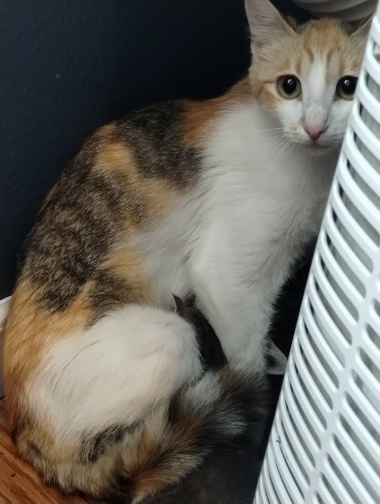 Freedom Semi Feral Barn Cat - Domestic Short Hair