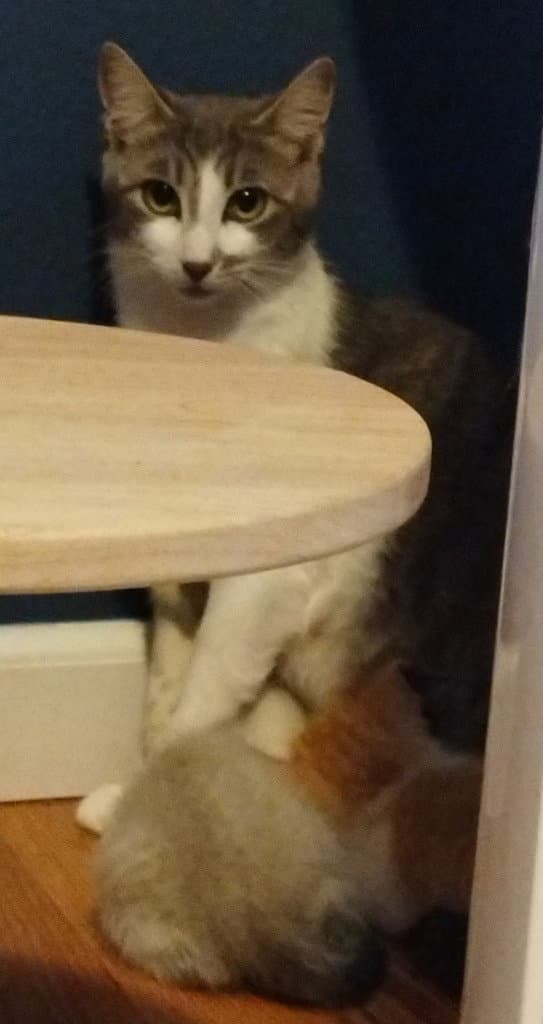 Justice Semi Feral Barn Cat - Domestic Short Hair