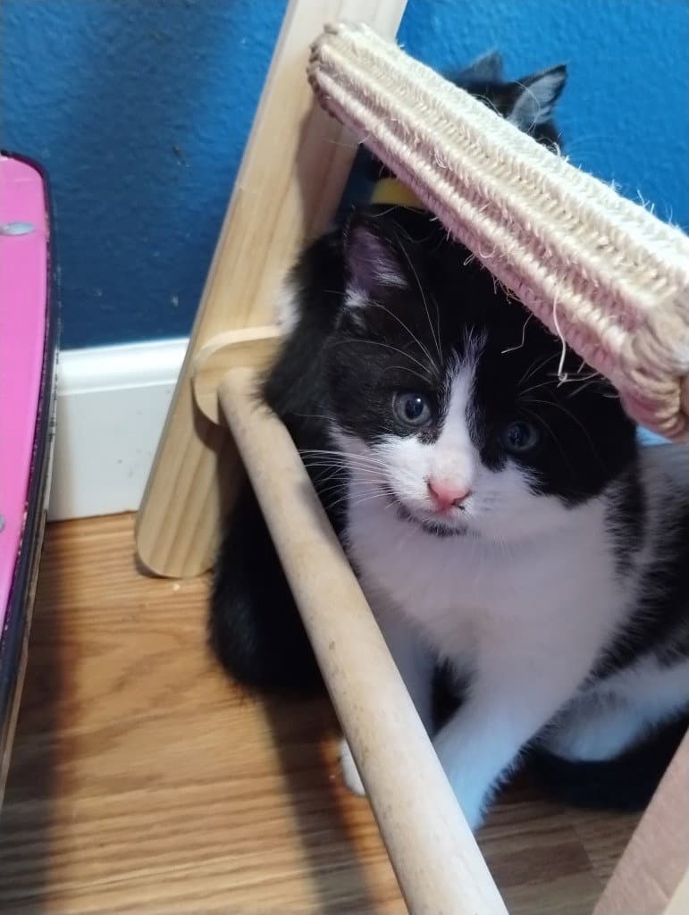 Figaro - Domestic Short Hair