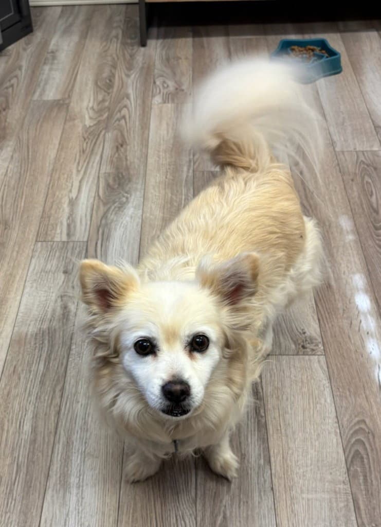 Akino - American Eskimo Dog