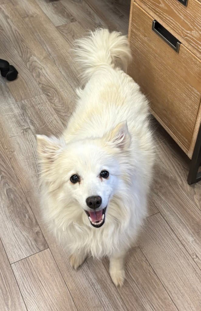 Onika - American Eskimo Dog