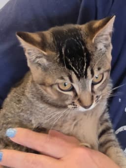 Phoebe image 2