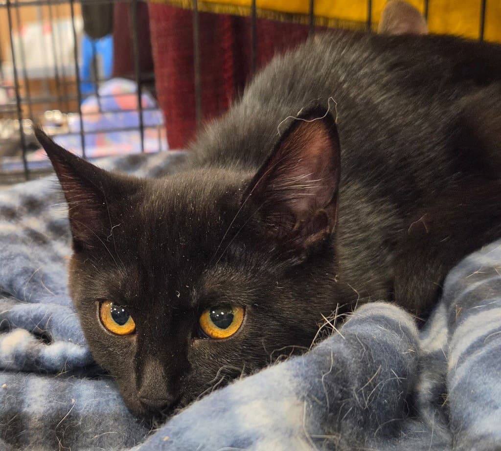 Rachel - Domestic Short Hair