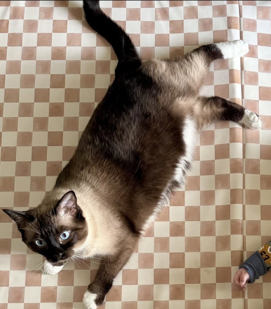Chai - Siamese