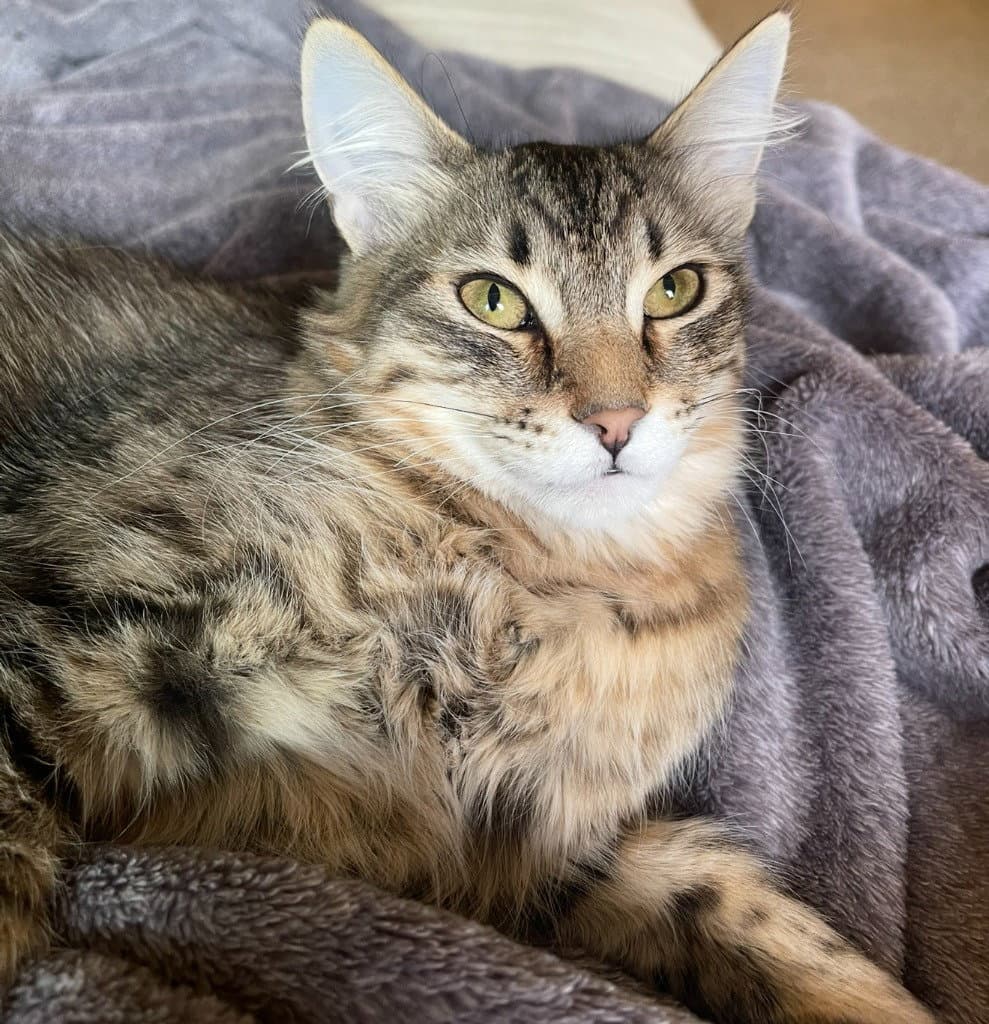 Spruce - Domestic Long Hair