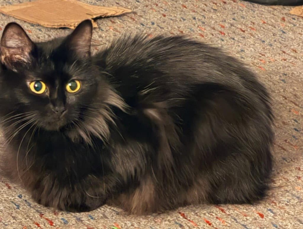 Naomi - Domestic Long Hair