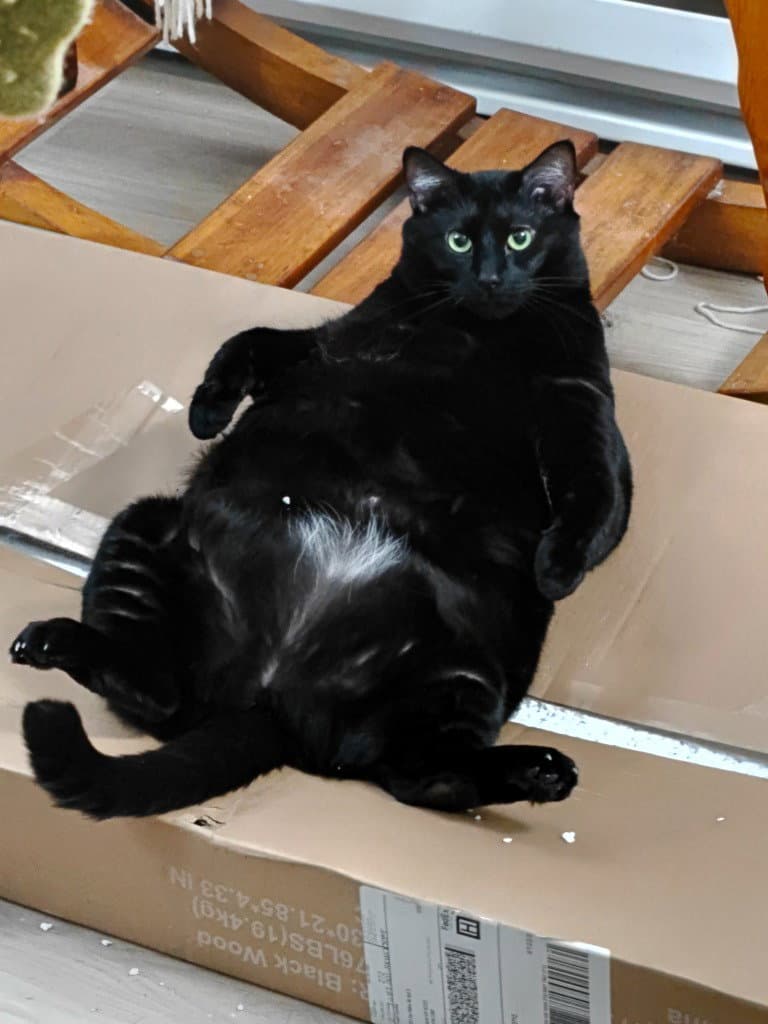 Haze - Domestic Short Hair