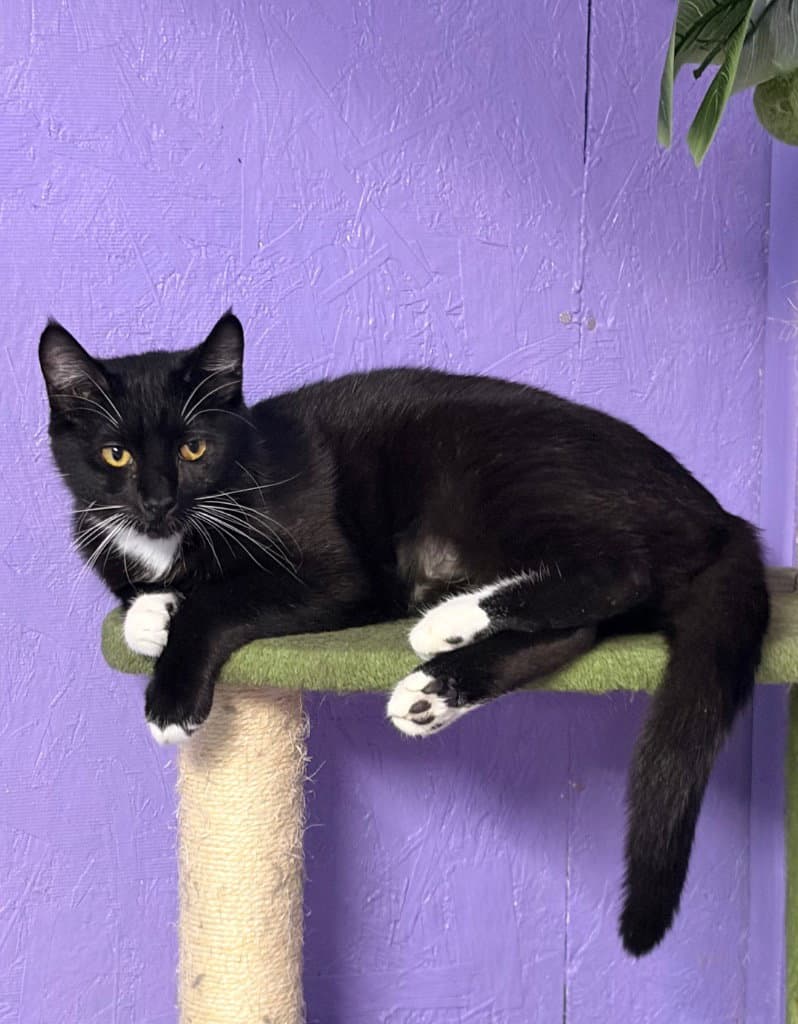 Xena - Domestic Short Hair