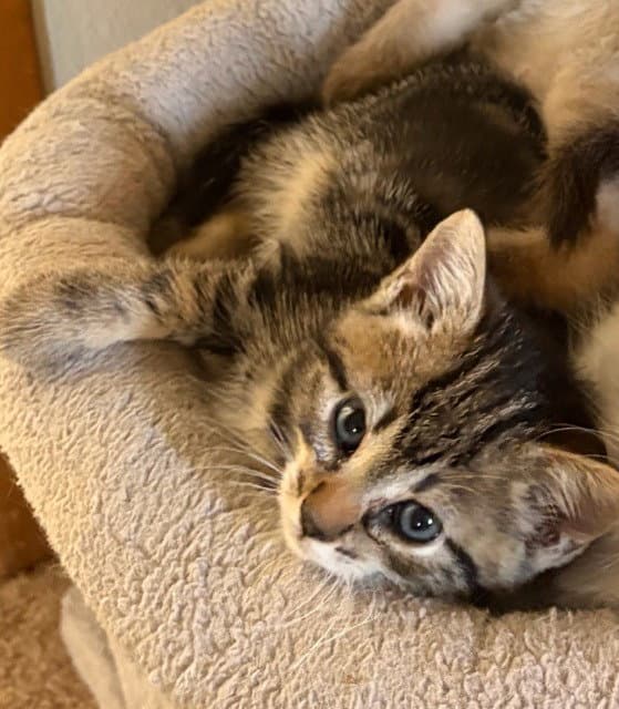 Nova - Domestic Short Hair