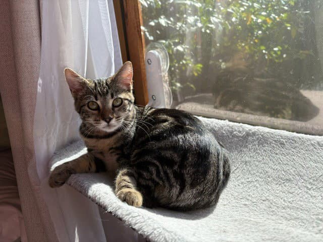 Nova - Domestic Short Hair