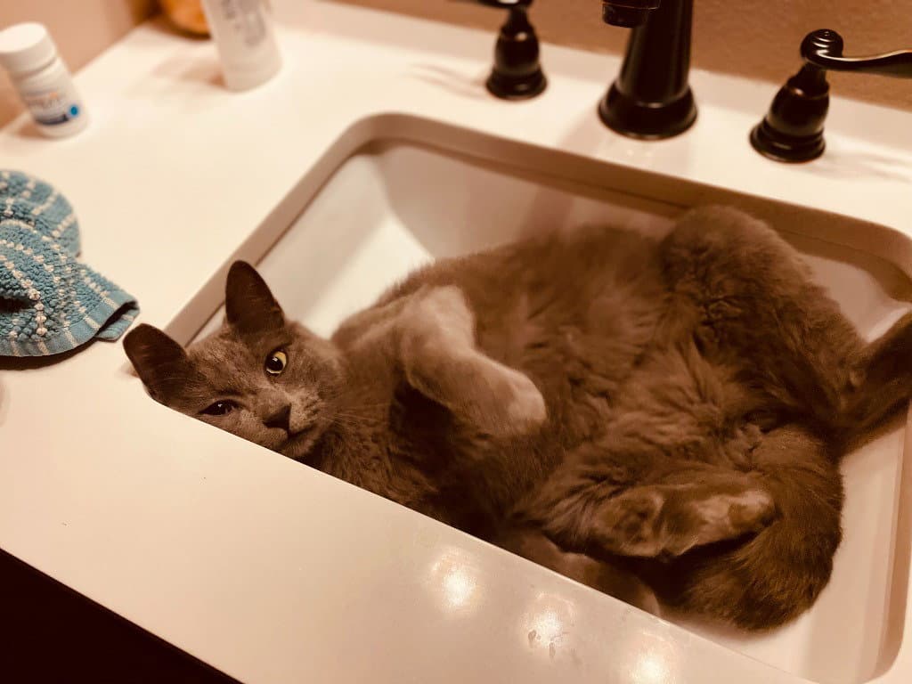 Kc - Lemmy - Domestic Short Hair