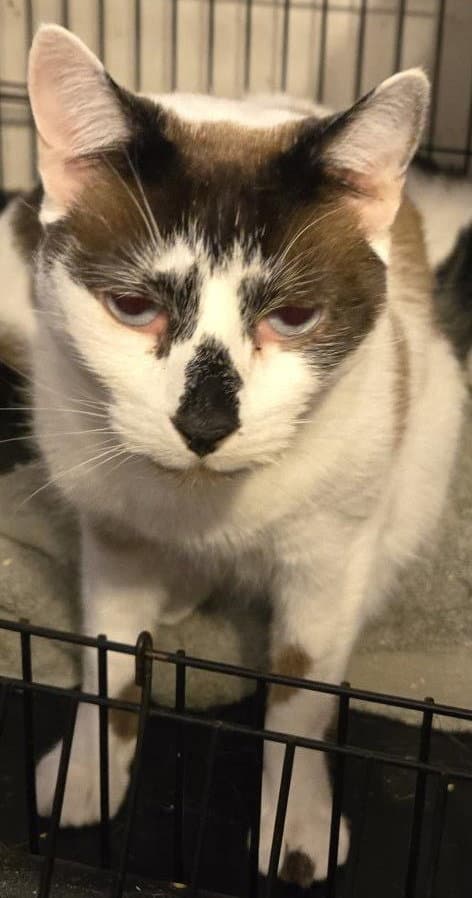 Rodeo - Domestic Short Hair