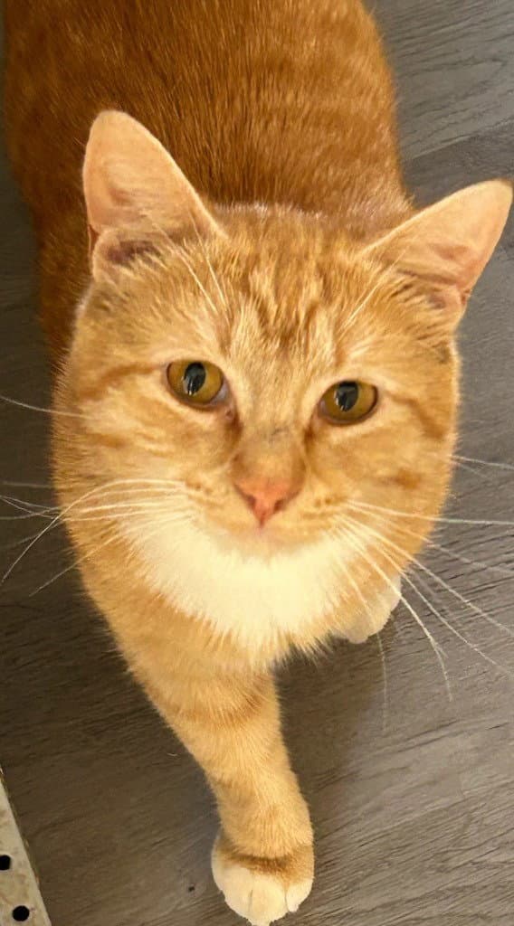 Caleb - Domestic Short Hair