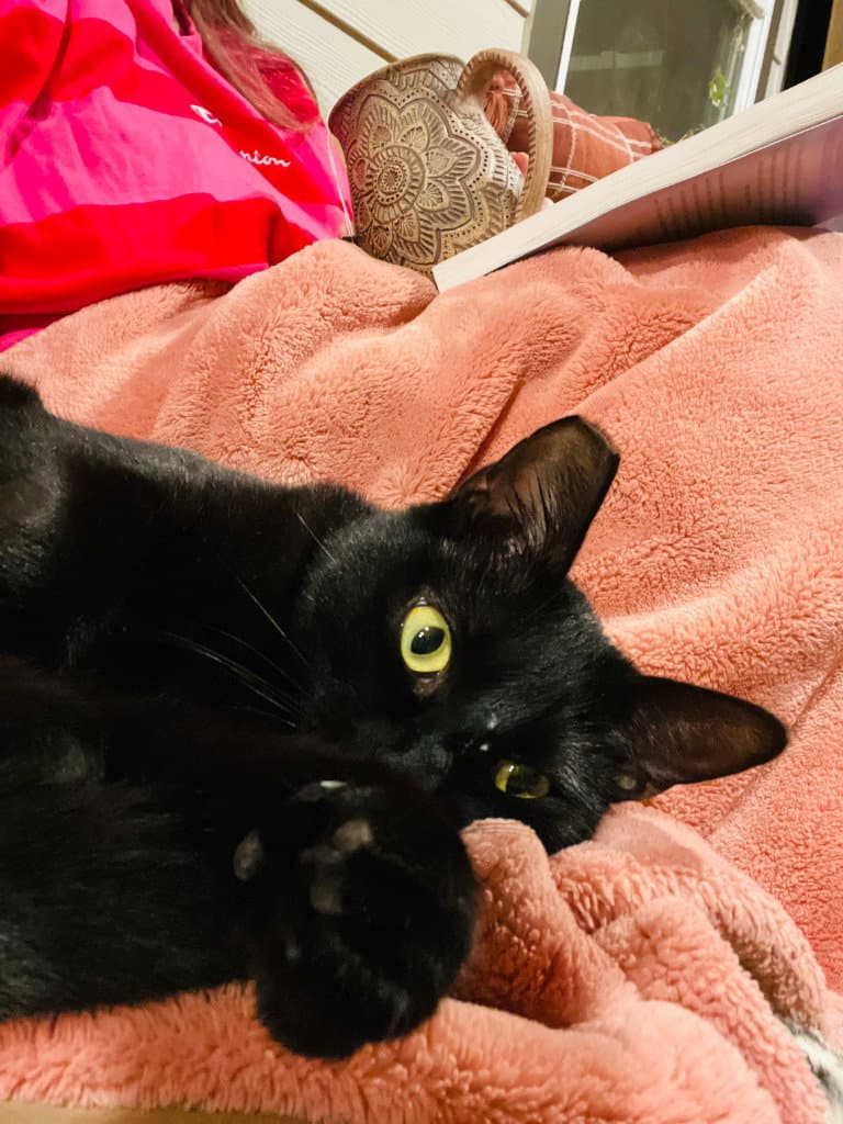 Kc - Laylah - Domestic Short Hair