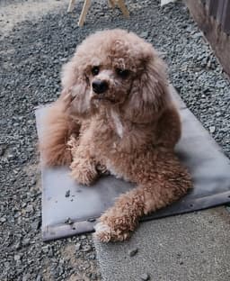 Cooper image 2
