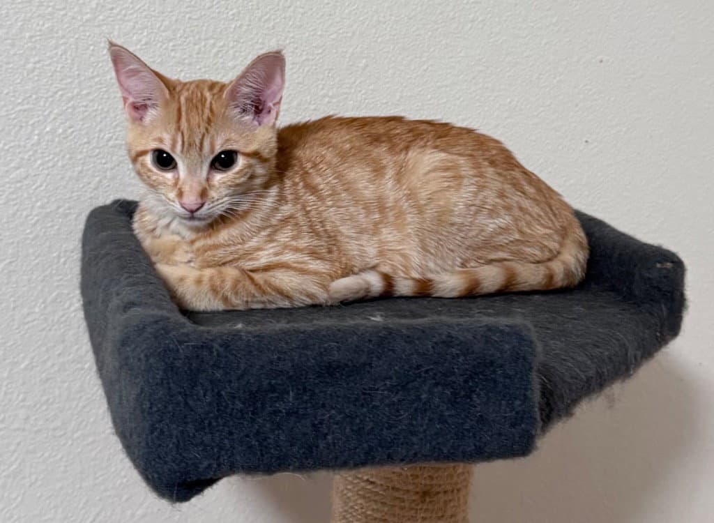 Fava - Domestic Short Hair