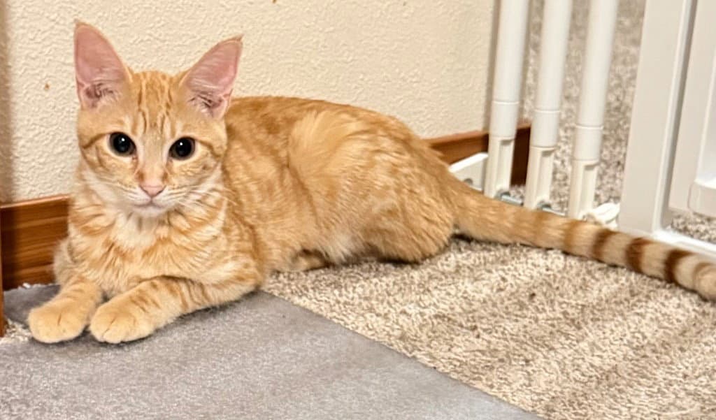Fava - Domestic Short Hair