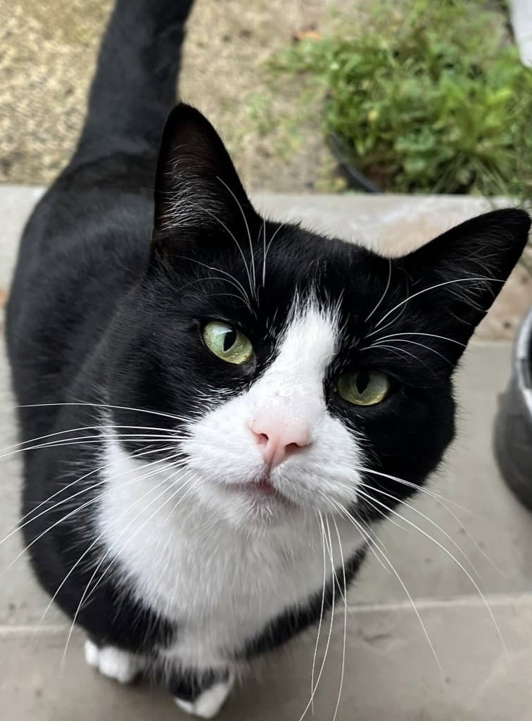 Sylvester Boots - Domestic Short Hair
