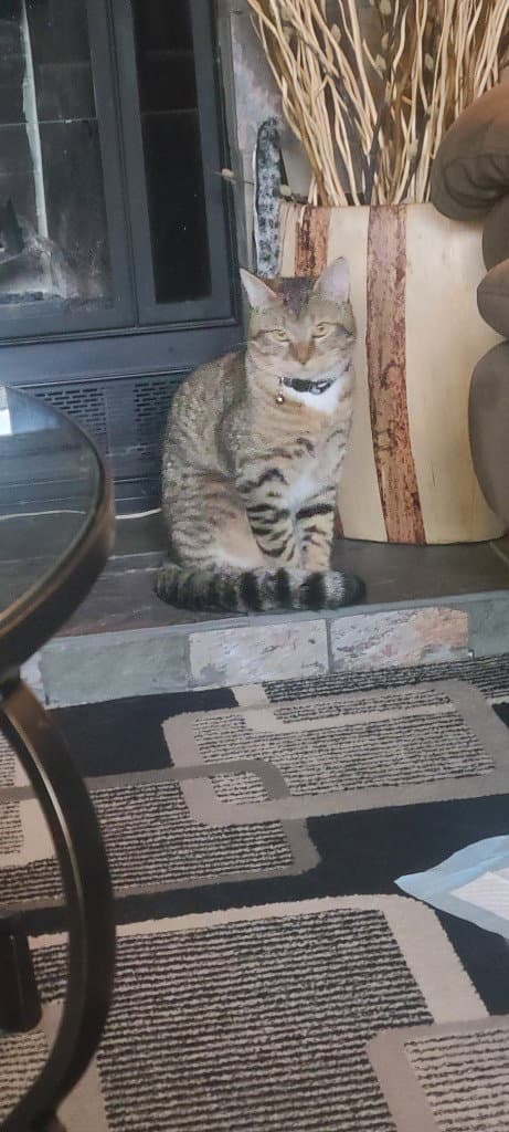 Sketti - Domestic Short Hair
