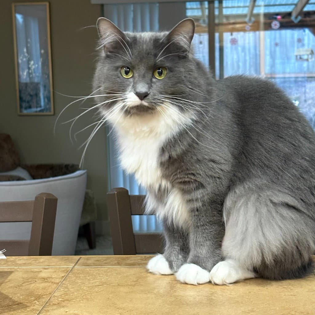 Flower - Domestic Medium Hair