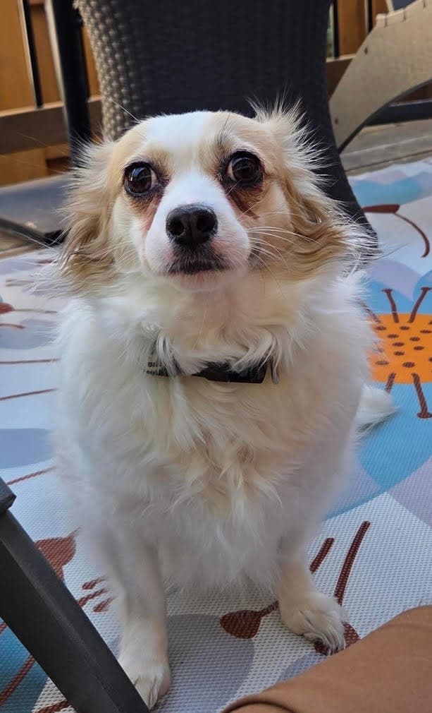Sadie Ann - Pomeranian