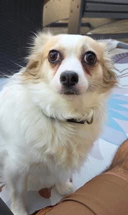 Sadie Ann image 2