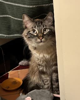 Frankie image 3