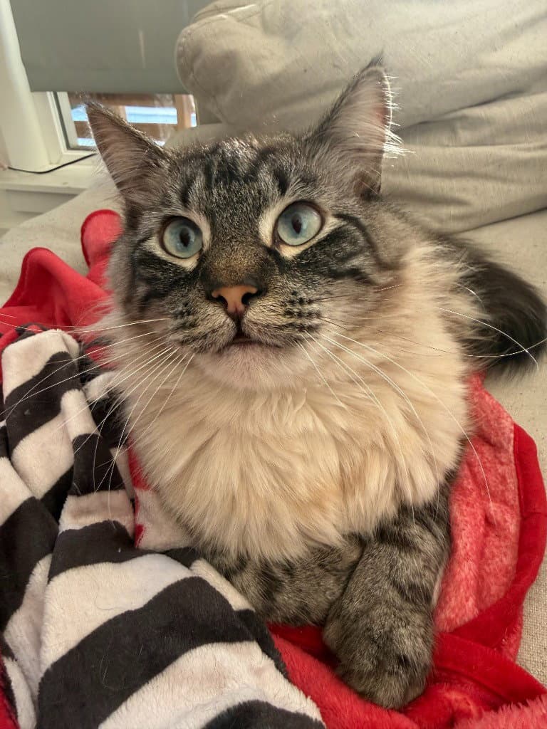 Frankie - Domestic Long Hair
