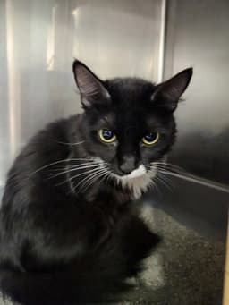Bootsie image 1