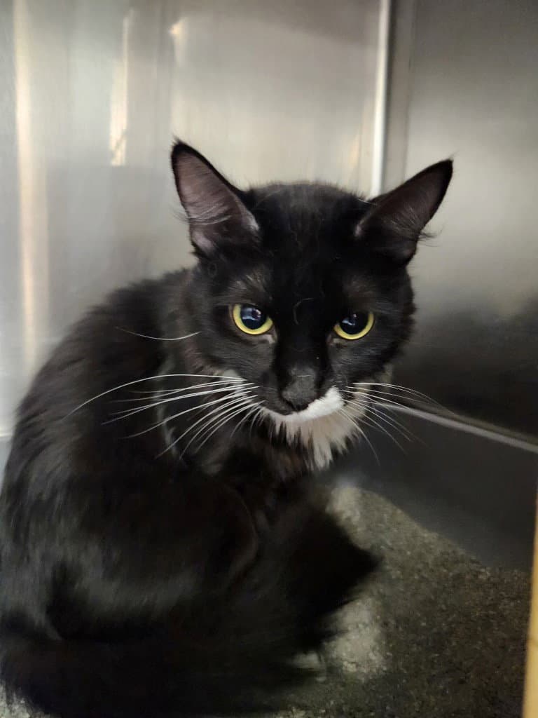 Bootsie - Domestic Medium Hair