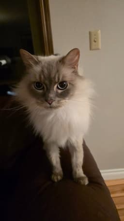 Pepper image 1