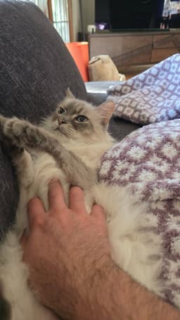 Pepper image 2