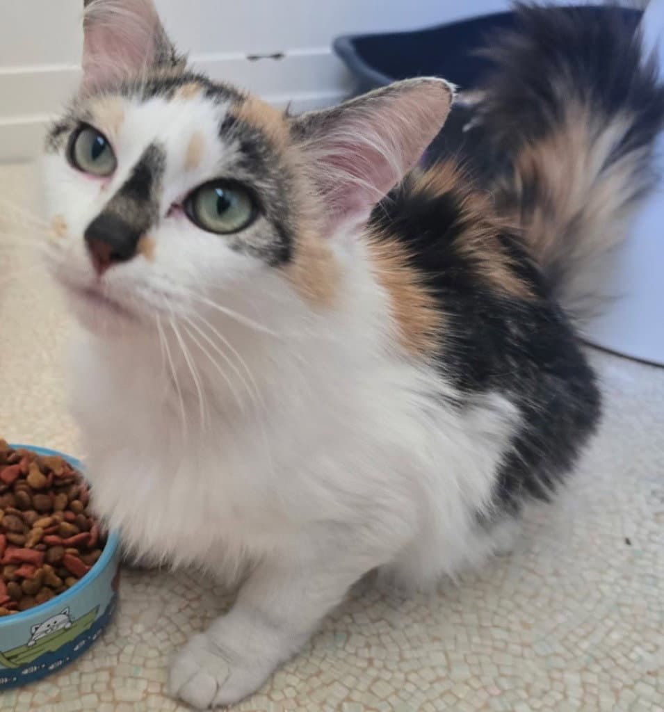 Chrissy - Domestic Medium Hair