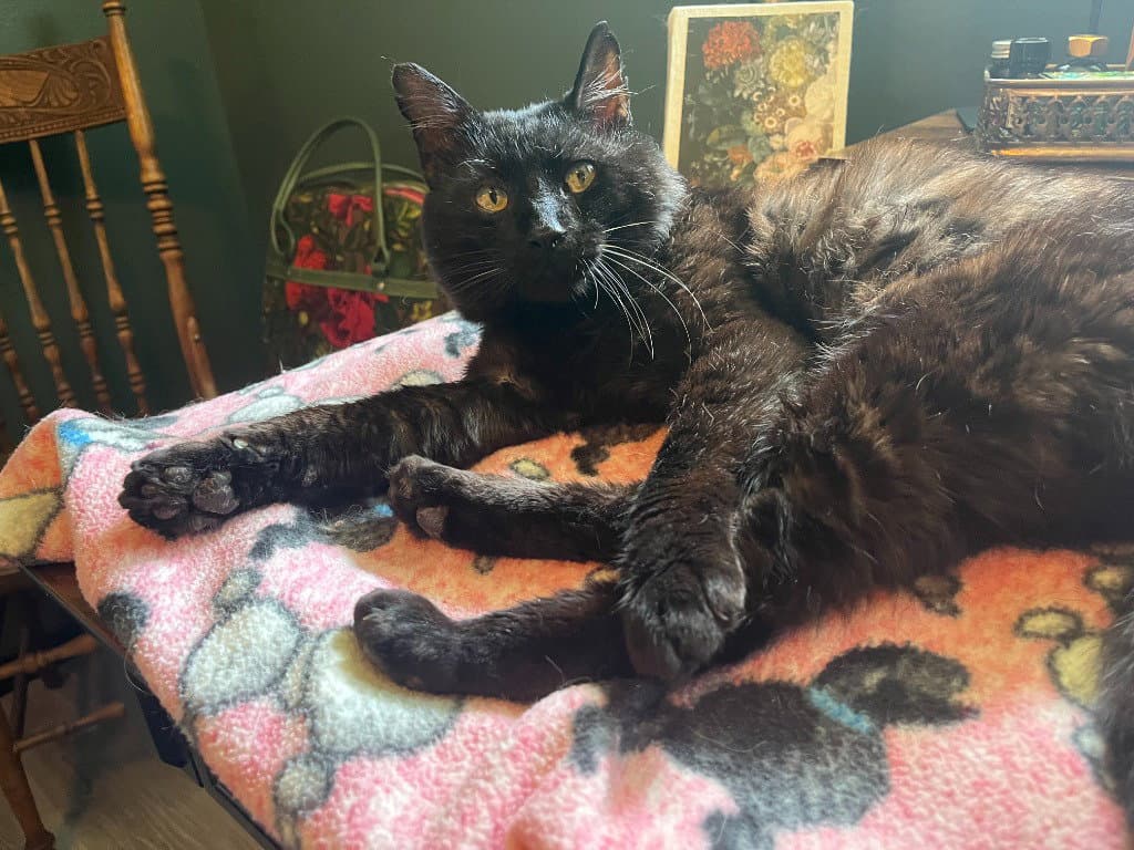 Ambrose - Domestic Short Hair
