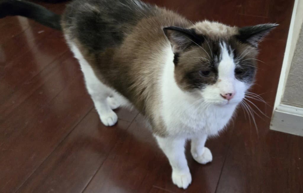 Mojik - Snowshoe