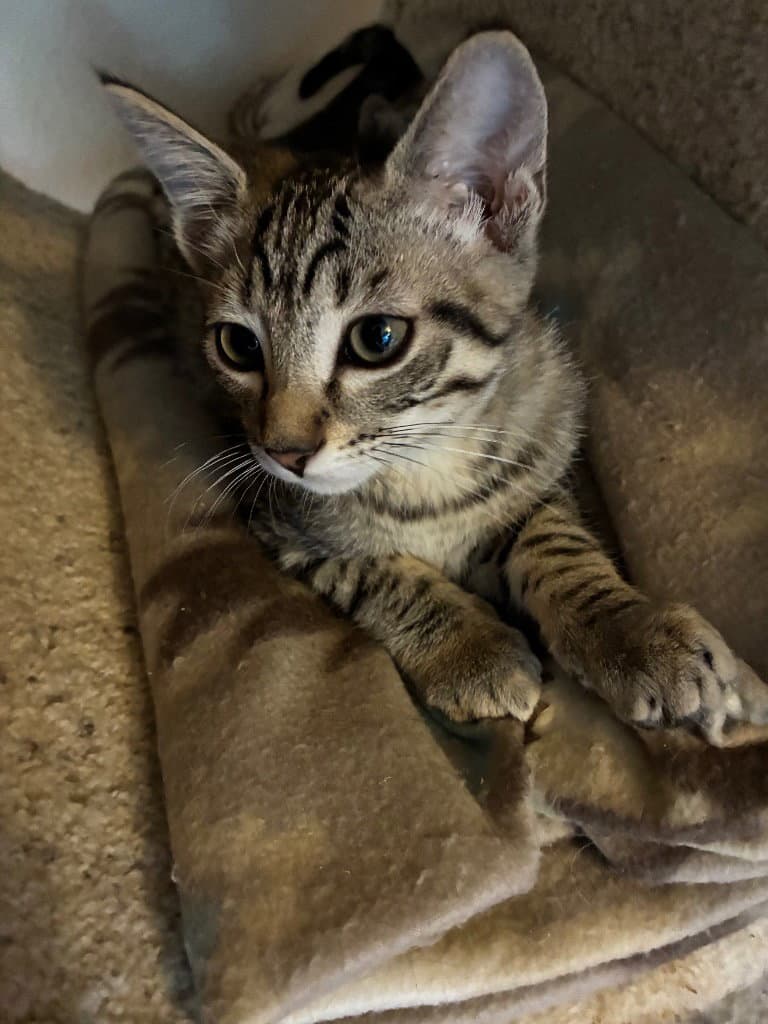 Vpm-Tabasco - Domestic Short Hair