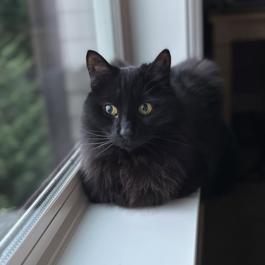 Jm - Bugsy - Domestic Medium Hair