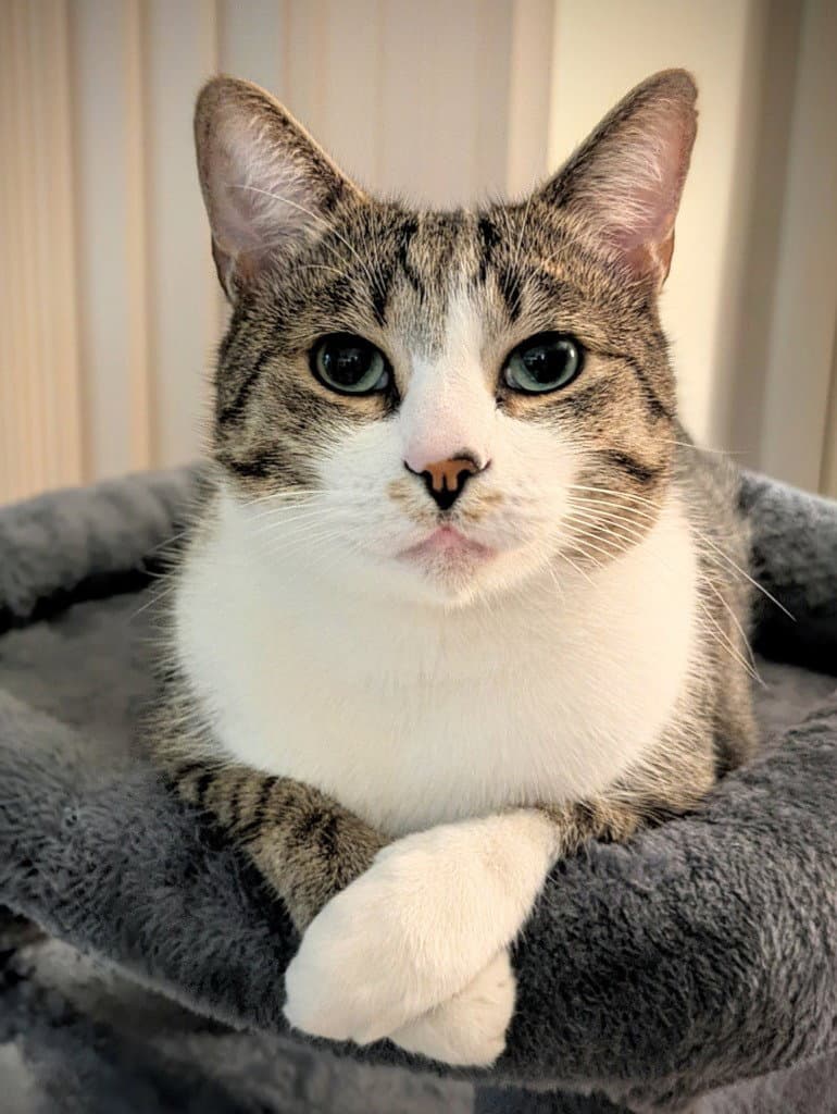 Casper - Domestic Short Hair