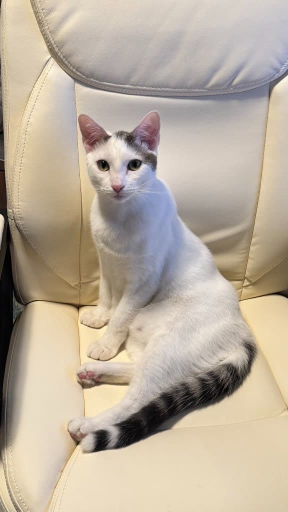 Nm - Sundance - Domestic Short Hair