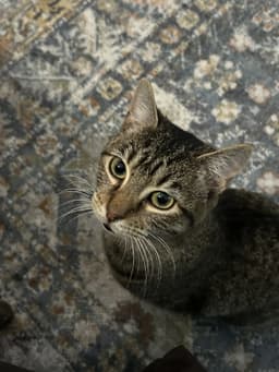 Risu image 1