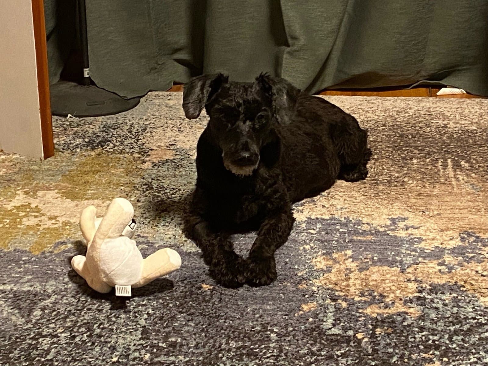 Zcl-D-Big Man - Schnauzer