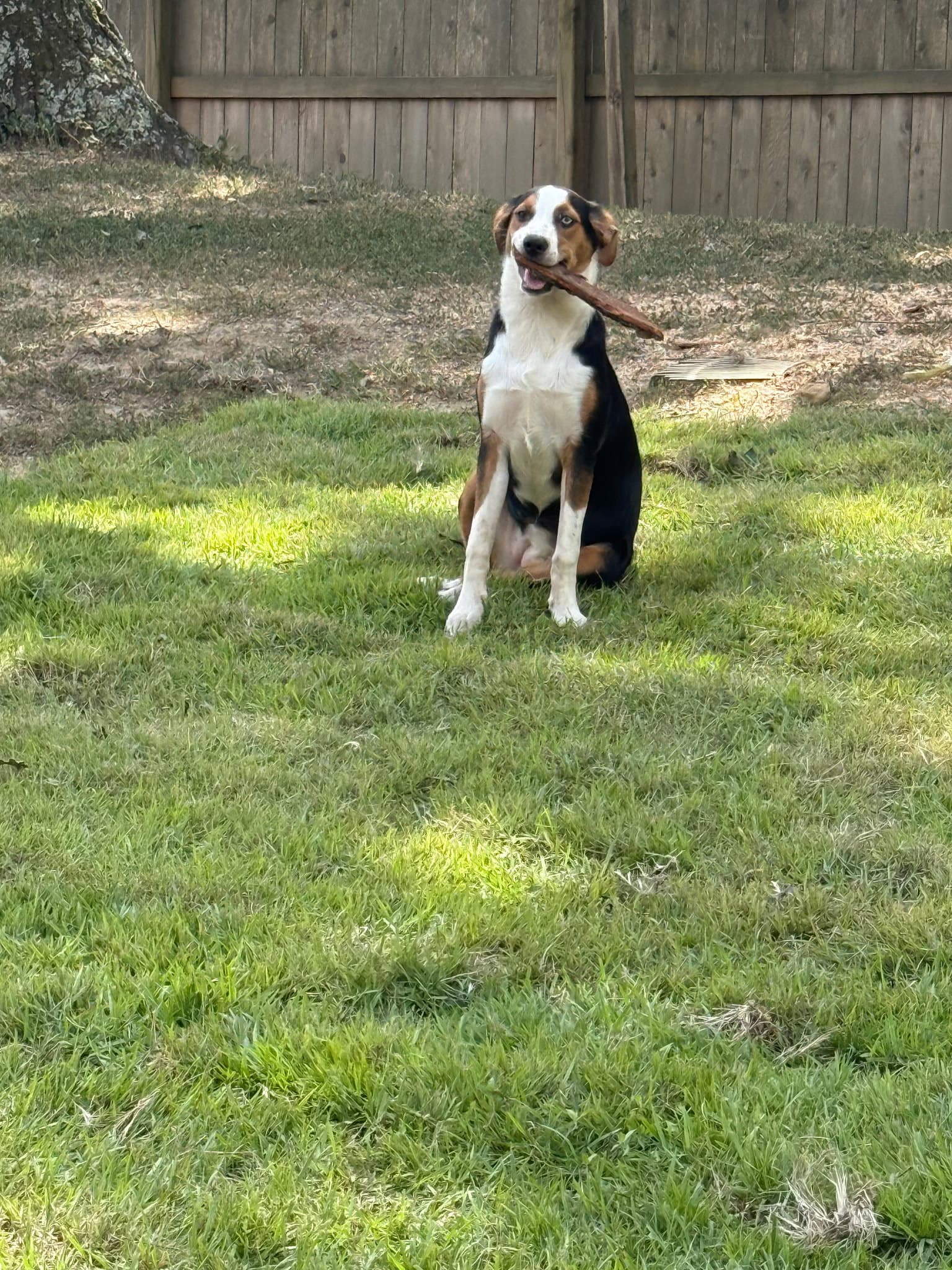 Zcl-D-Xochita Flower - Cattle Dog