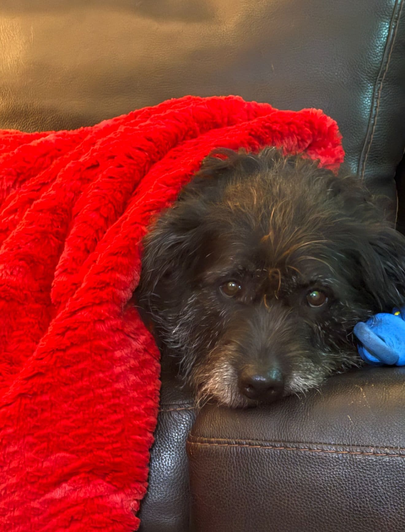 Zcl-D-Mollie - Schnauzer