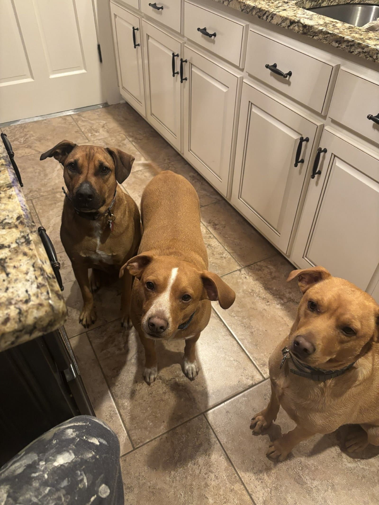 Zcl-D-Lady Rowdy Bear - Mountain Cur