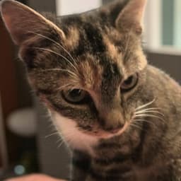 Molly image 4